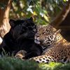 sabi02233