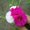 afeefa_06
