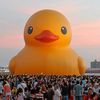 duckduckzach