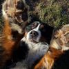 unsatiedog