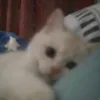 _enhj