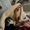 chihuahua_gang13