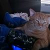 crazyboytj