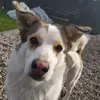 tiktok_for_animal