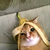 _qies_