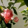 fatmadhim7