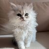 fritzythekitten