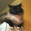 oddpaw