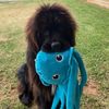 koacantcatch