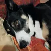 speedy_thedog