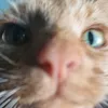 flantflex