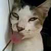 syahrol_612