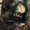 mollycat.me