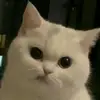 angellineeyy