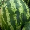 nutermelon