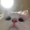 viola_strambi