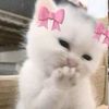 kitty.9015