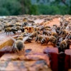 ralph_beekeeping