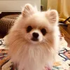 luisthepom