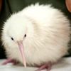 ptit_pigeon_