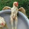 mmmchickenfeet2