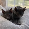 kittensnips