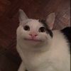 boby_the_chat