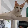 nfmalex