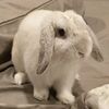 bunny_mochikun