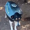 kauam_62