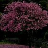 tigerlily7856