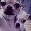 montyandbenny