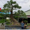 truongson_3434