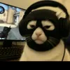 kitooooooooo