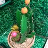 cactuslady8