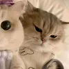 _ekhhuyskibidi