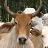 arthuzindk