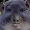 gallaceandwromit