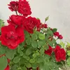 ali.kurdstani.21