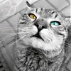 richard_top98