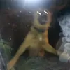 kmaciko