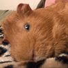 lovesguineapigs