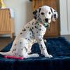 thea.dalmatian