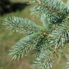 picea_glauca