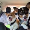 corgilove1