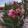 rozana_2030