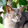 abycatslife