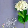 hassanedreis7