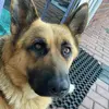 sara_germanshepherd