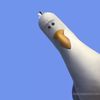 someseagulls